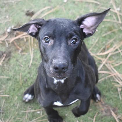 Jupiter, ADOPTABLE, Young Female Black Labrador Retriever.