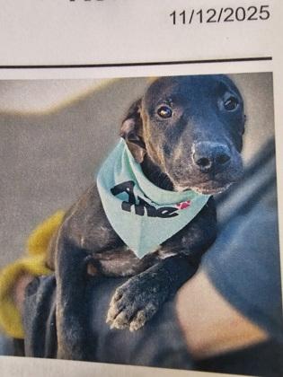 Jupiter, a ADOPTABLE mixed breed in Flagstaff, AZ image 2/2