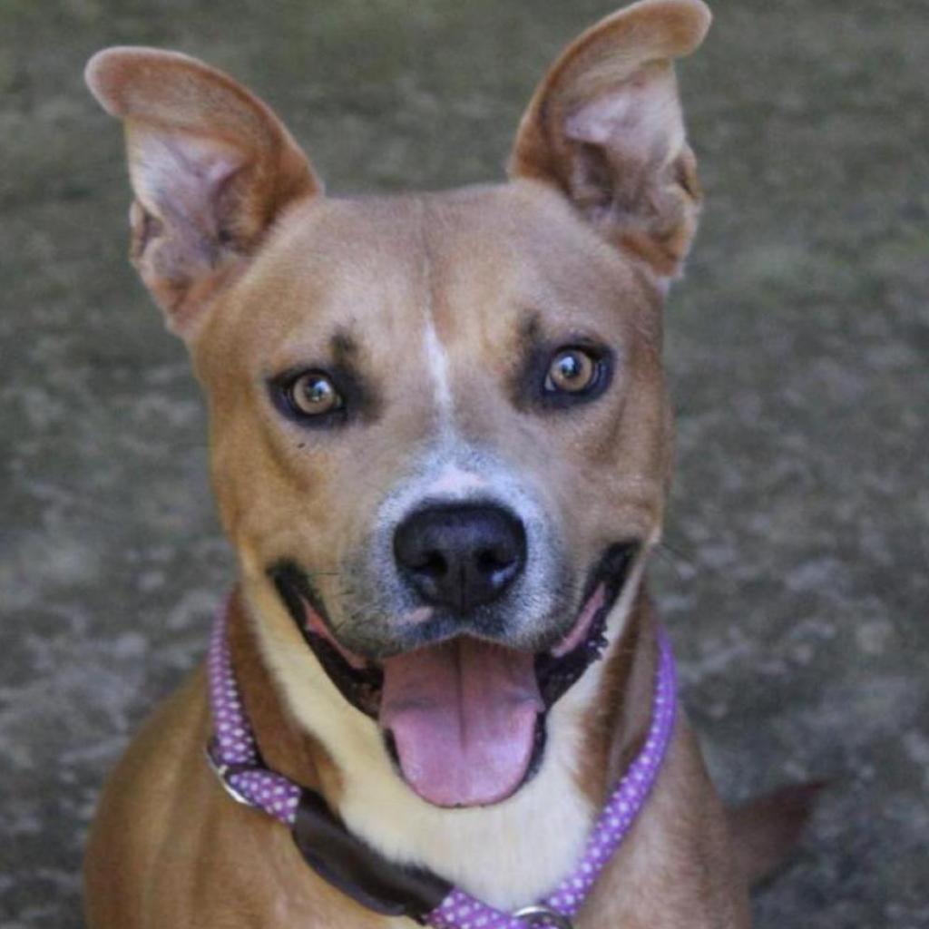 Seal (Adoption Fee SPONSORED!), Adoptable, Adult Male Mixed Breed.
