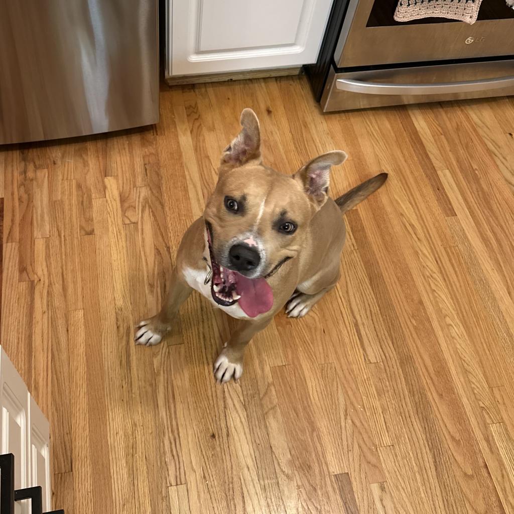 Enlarge Seal (Adoption Fee SPONSORED!), a Adoptable Mixed Breed in Alabaster, AL image 2/6