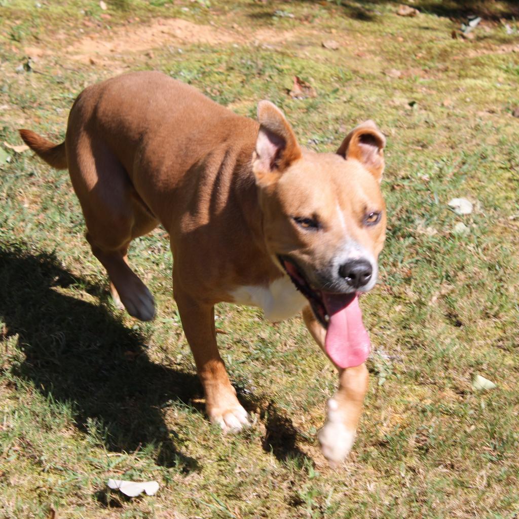 Enlarge Seal (Adoption Fee SPONSORED!), a Adoptable Mixed Breed in Alabaster, AL image 3/6
