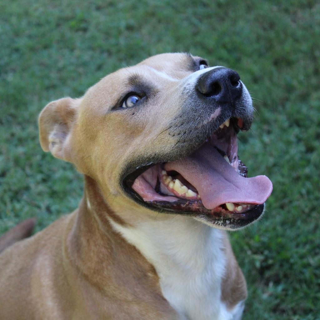 Enlarge Seal (Adoption Fee SPONSORED!), a Adoptable Mixed Breed in Alabaster, AL image 4/6