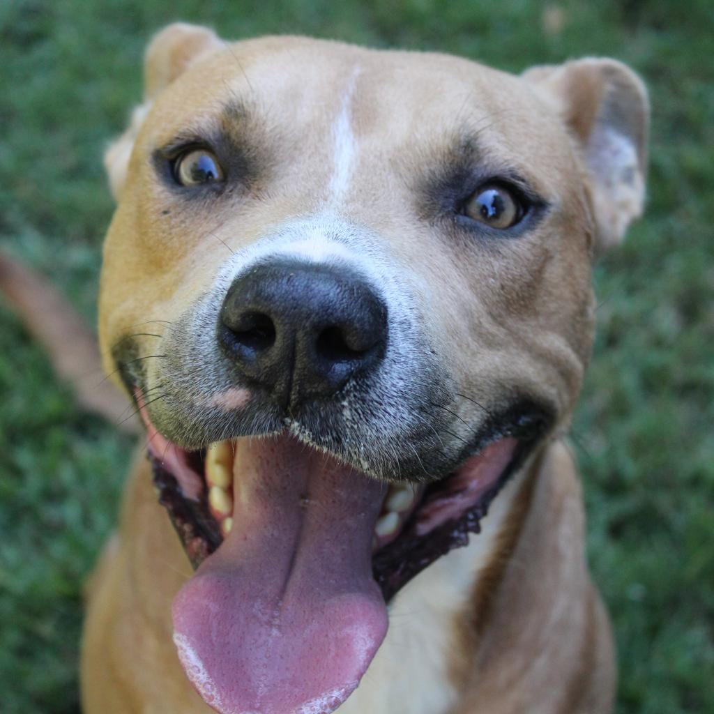 Enlarge Seal (Adoption Fee SPONSORED!), a Adoptable Mixed Breed in Alabaster, AL image 5/6