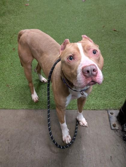 Zamboni, Adoptable, Adult Male Pit Bull Terrier & Mixed Breed.