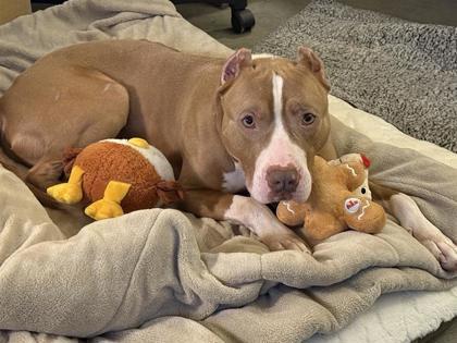 Zamboni, a Adoptable mixed breed in Bellevue, WA image 4/6
