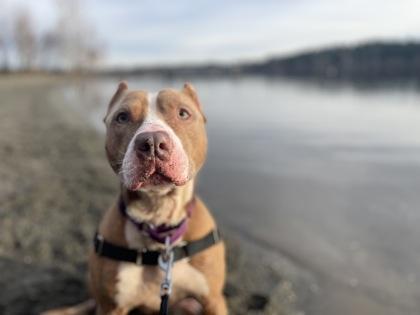 Enlarge Zamboni, a Adoptable mixed breed in Bellevue, WA image 4/5