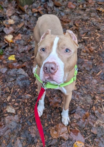 Zamboni, a Adoptable mixed breed in Bellevue, WA image 5/6