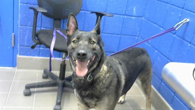CAMILA, Adoptable, Adult Female Belgian Shepherd / Malinois & German Shepherd Dog.