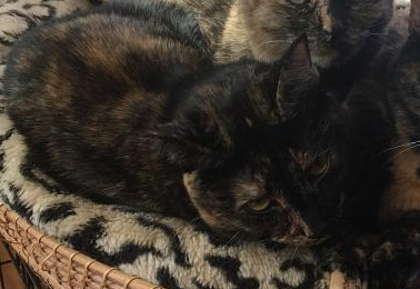 Dottie, Adoptable, Adult Female Tortoiseshell & Domestic Short Hair.