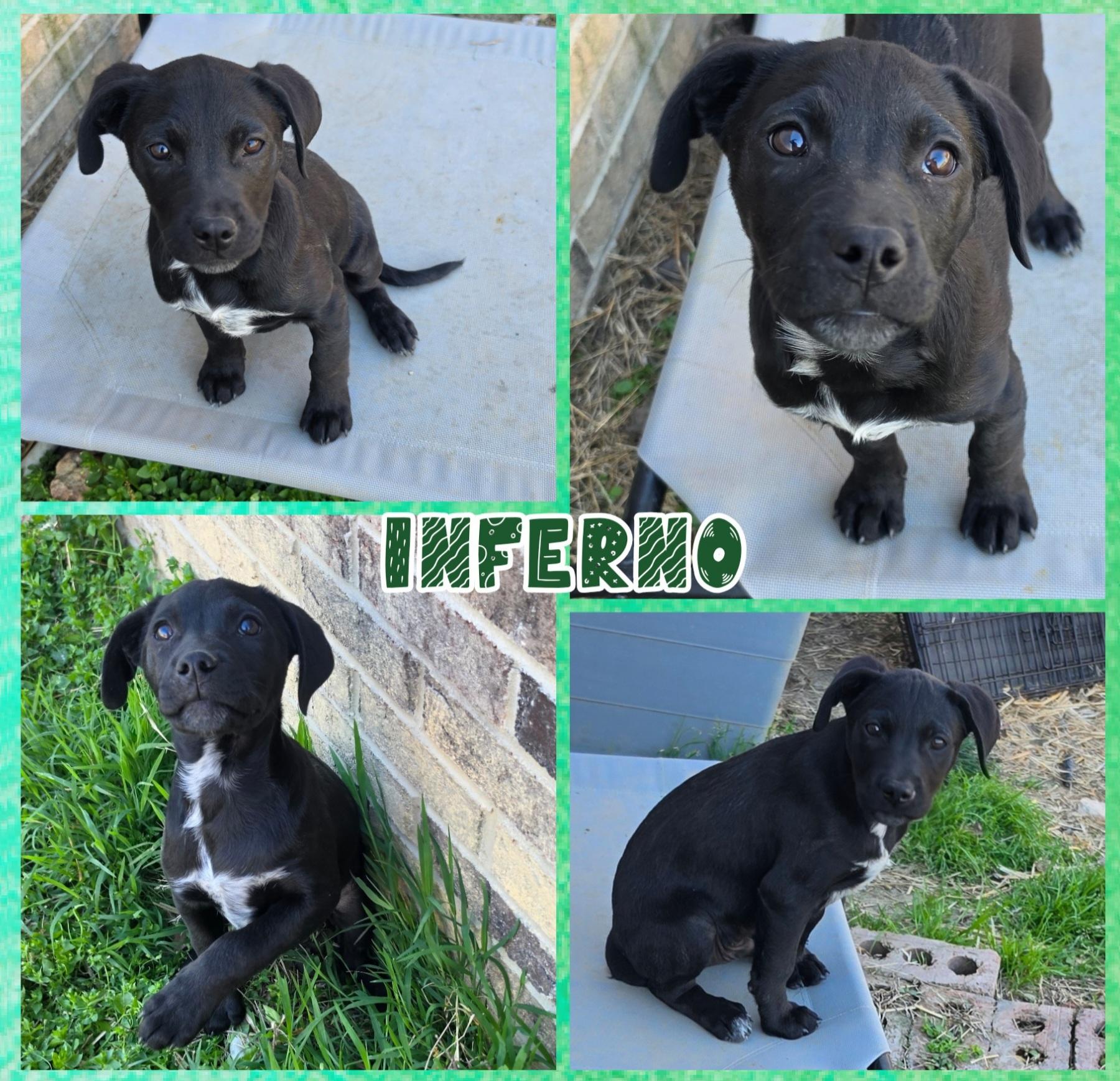 Enlarge Inferno, a Adoptable mixed breed in Blacksburg, SC image 1/1