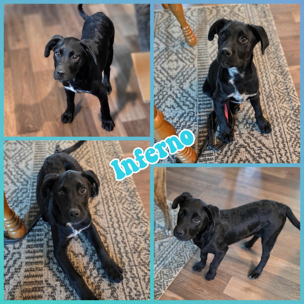 Inferno, Adoptable, Puppy Male Black Labrador Retriever.