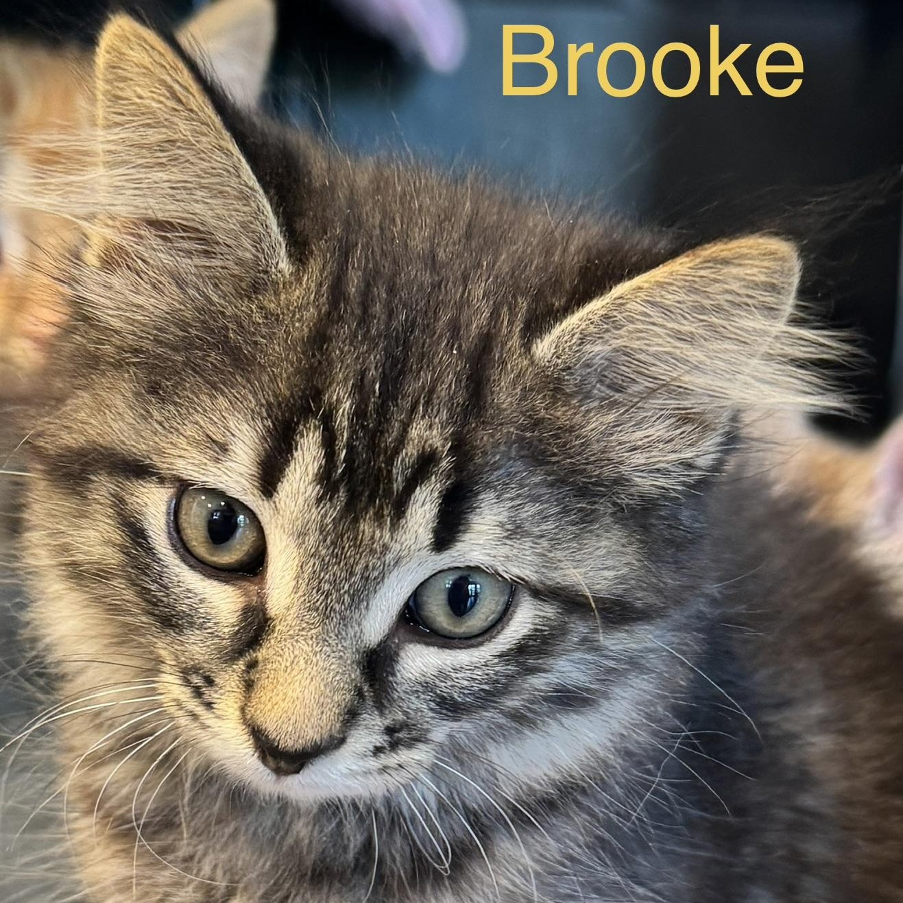 Brooke (Adoption pending), adopted, Kitten Female Domestic Short Hair.