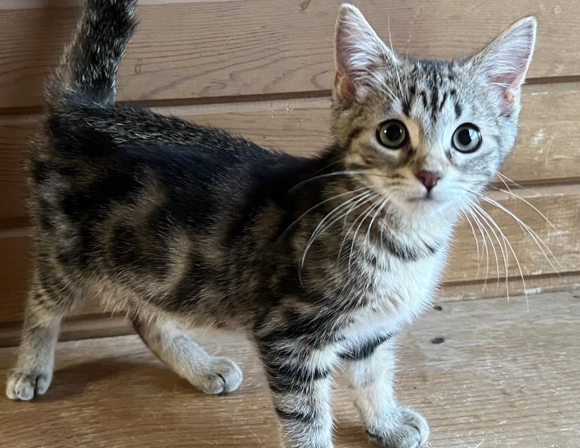Enlarge Miley, an adopted Domestic Short Hair in Columbus, IN image 1/1