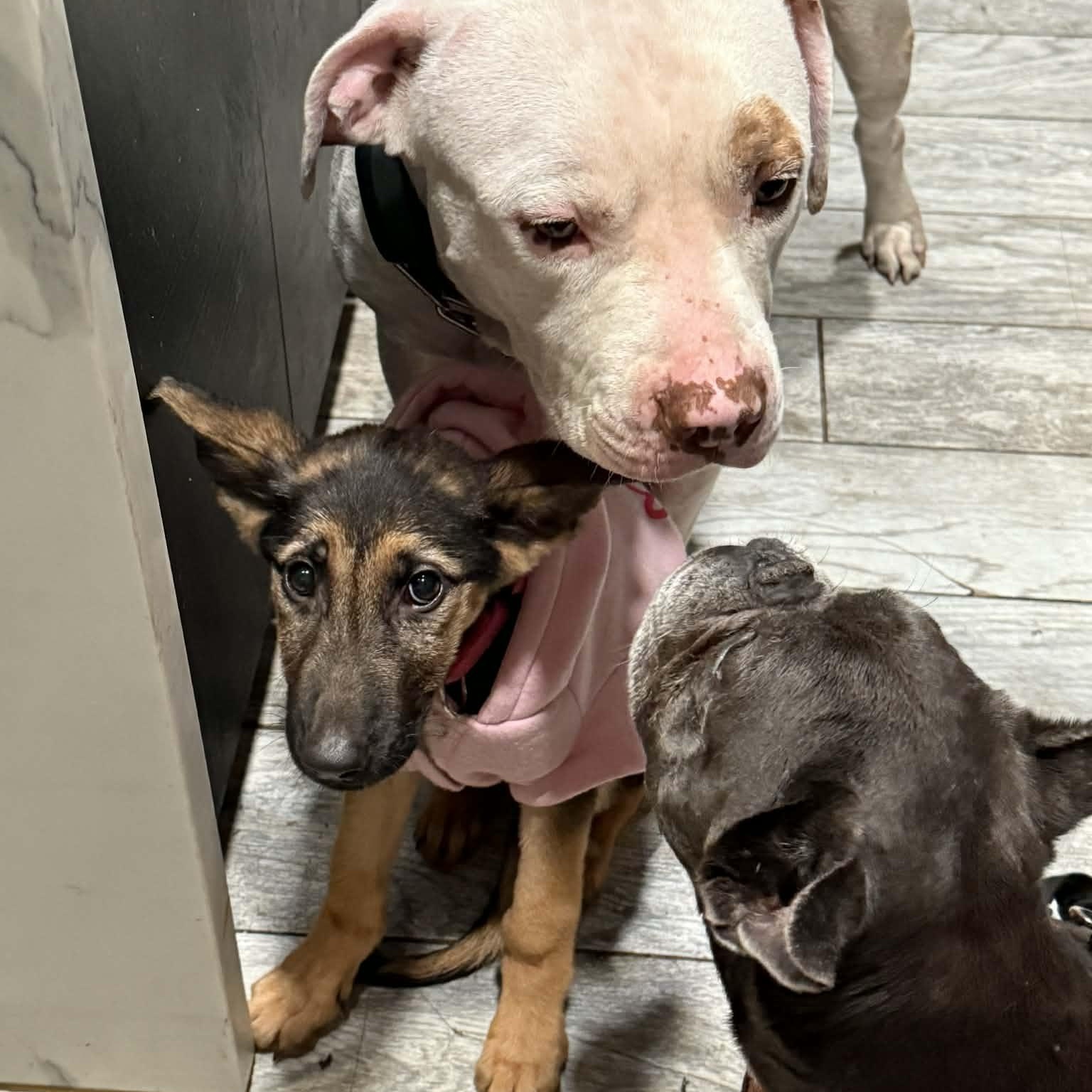 Enlarge NALA! , an adopted German Shepherd Dog in Chicago, IL image 4/6