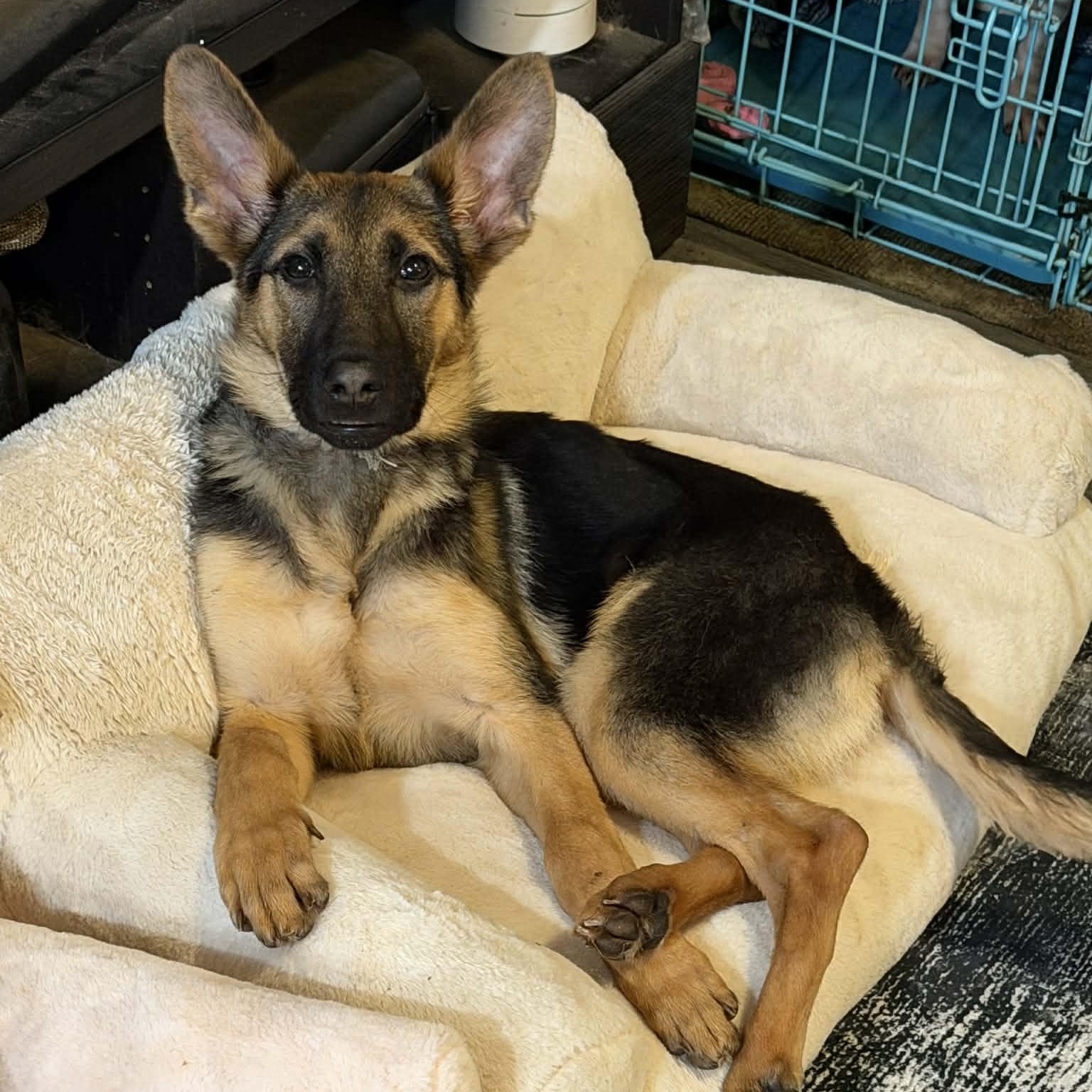 NALA! , adopted, Young Female German Shepherd Dog.