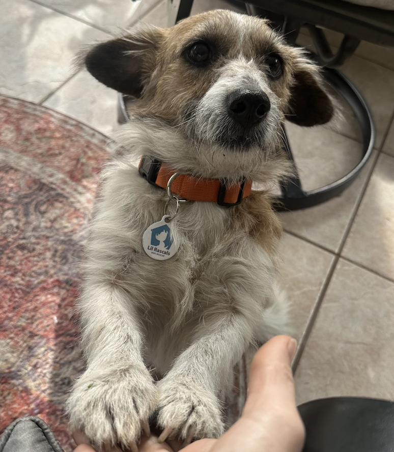 Enlarge Toby Toe Beans, a Adoptable Terrier in Osteen, FL image 1/3
