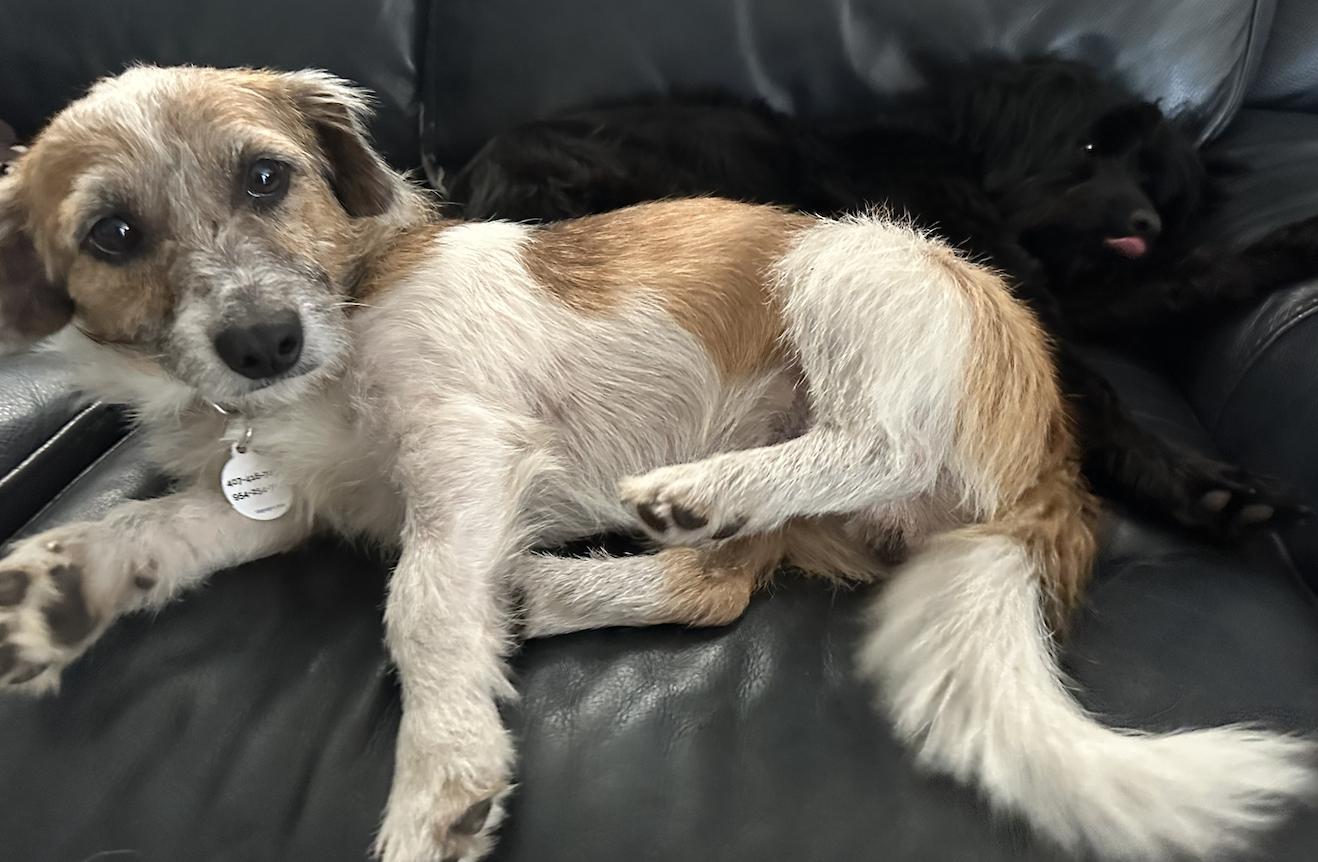 Enlarge Toby Toe Beans, a Adoptable Terrier in Osteen, FL image 2/3