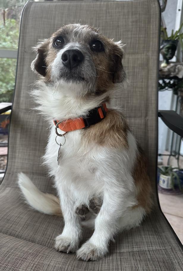 Enlarge Toby Toe Beans, a Adoptable Terrier in Osteen, FL image 3/3