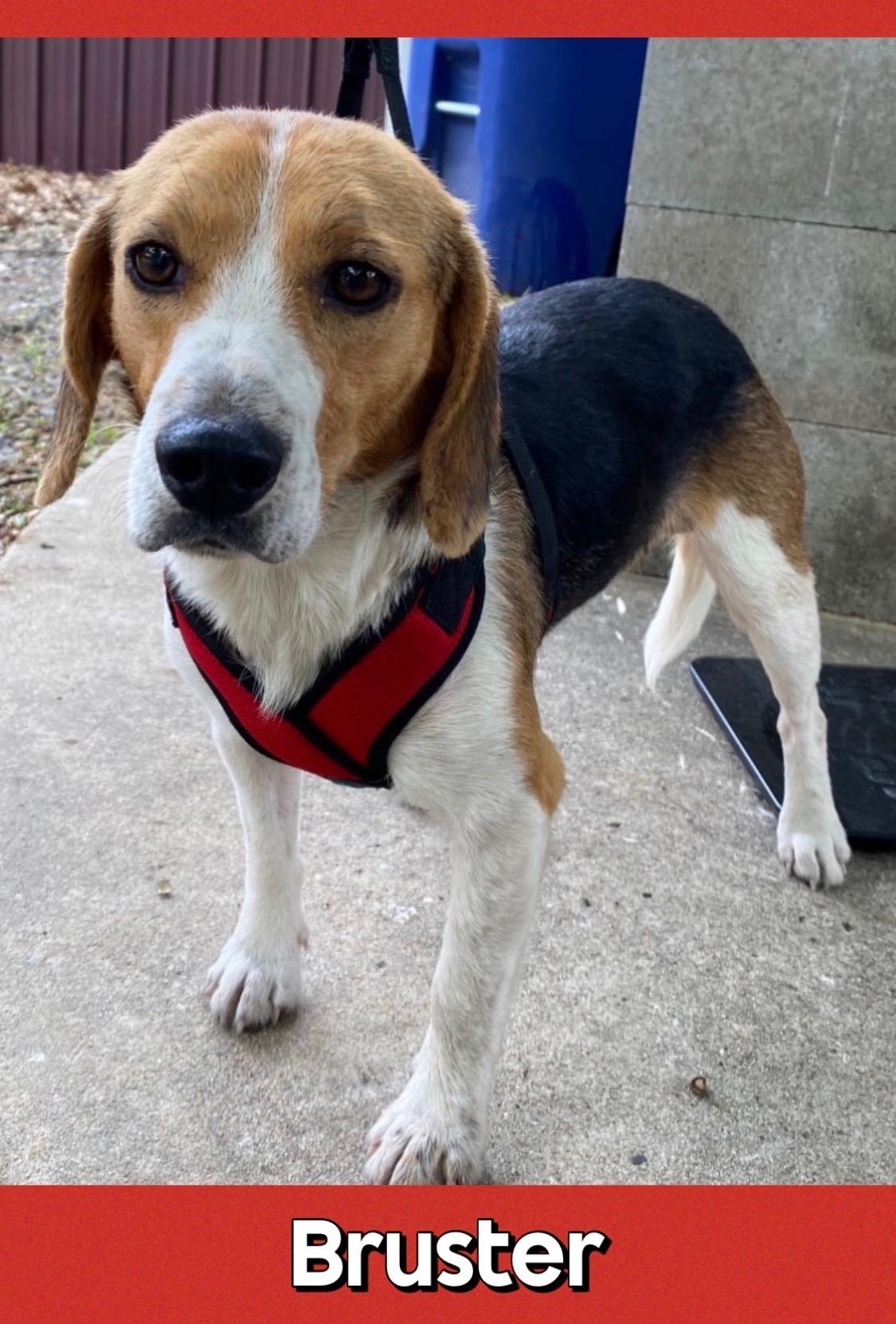 Bruster, adopted, Puppy Male Beagle.