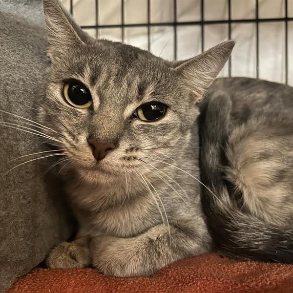 Maxine, Adoptable, Young Female Domestic Short Hair.