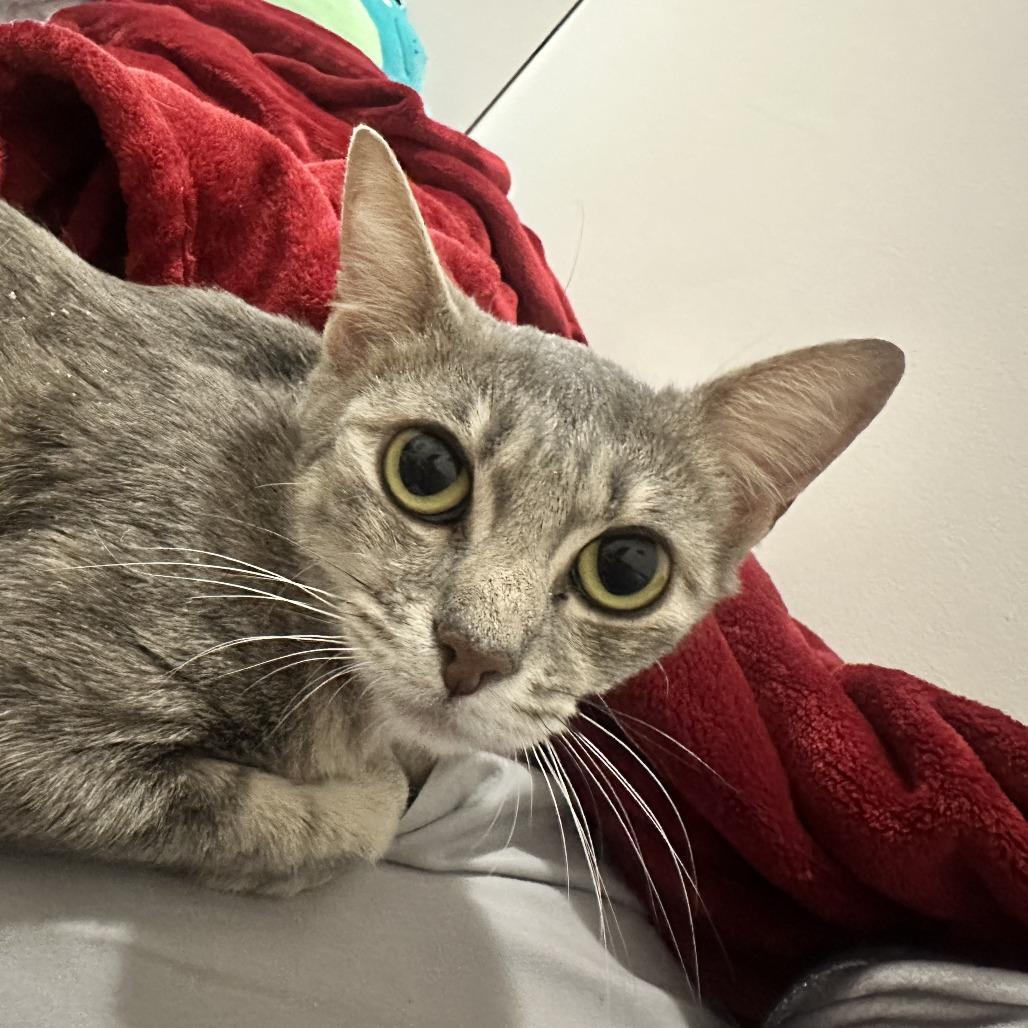 Enlarge Maxine, a Adoptable Domestic Short Hair in New York, NY image 3/6