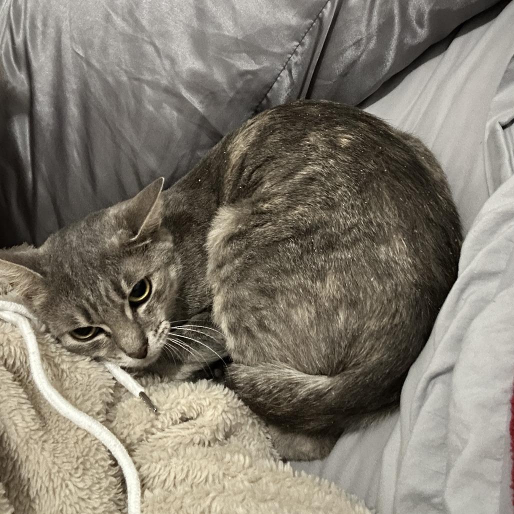 Enlarge Maxine, a Adoptable Domestic Short Hair in New York, NY image 4/6