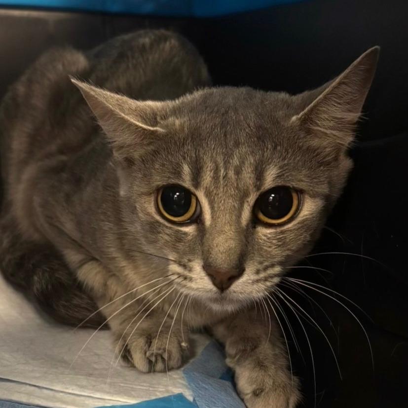 Enlarge Maxine, a Adoptable Domestic Short Hair in New York, NY image 5/6