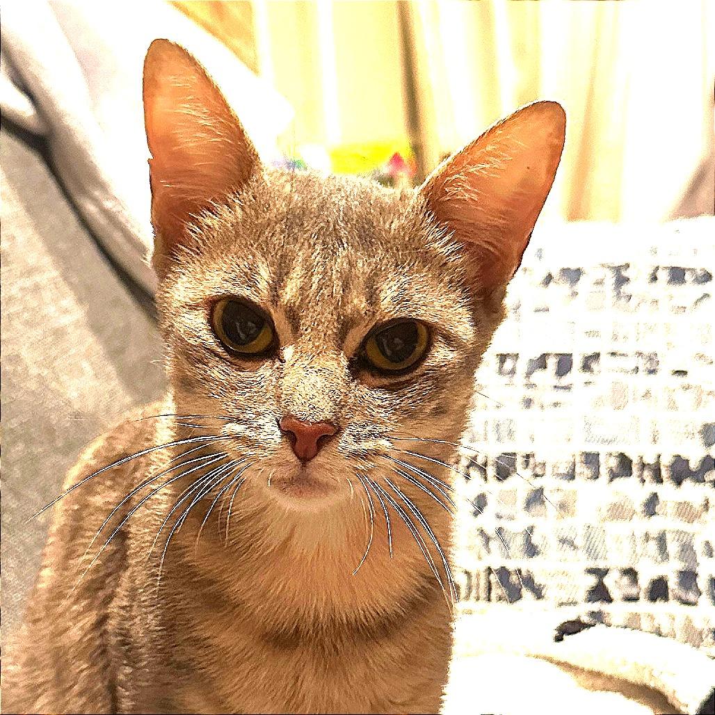 Enlarge Maxine, a Adoptable Domestic Short Hair in New York, NY image 6/6