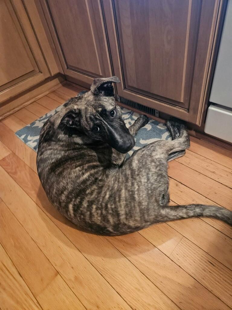 Enlarge Charlie, an adopted mixed breed in Prudenville, MI image 1/2