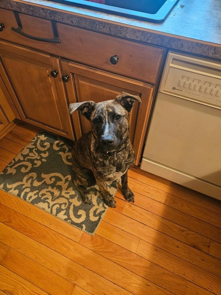 Enlarge Charlie, an adopted mixed breed in Prudenville, MI image 2/2