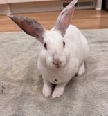 Mochi, Adoptable, Young Male Rex.