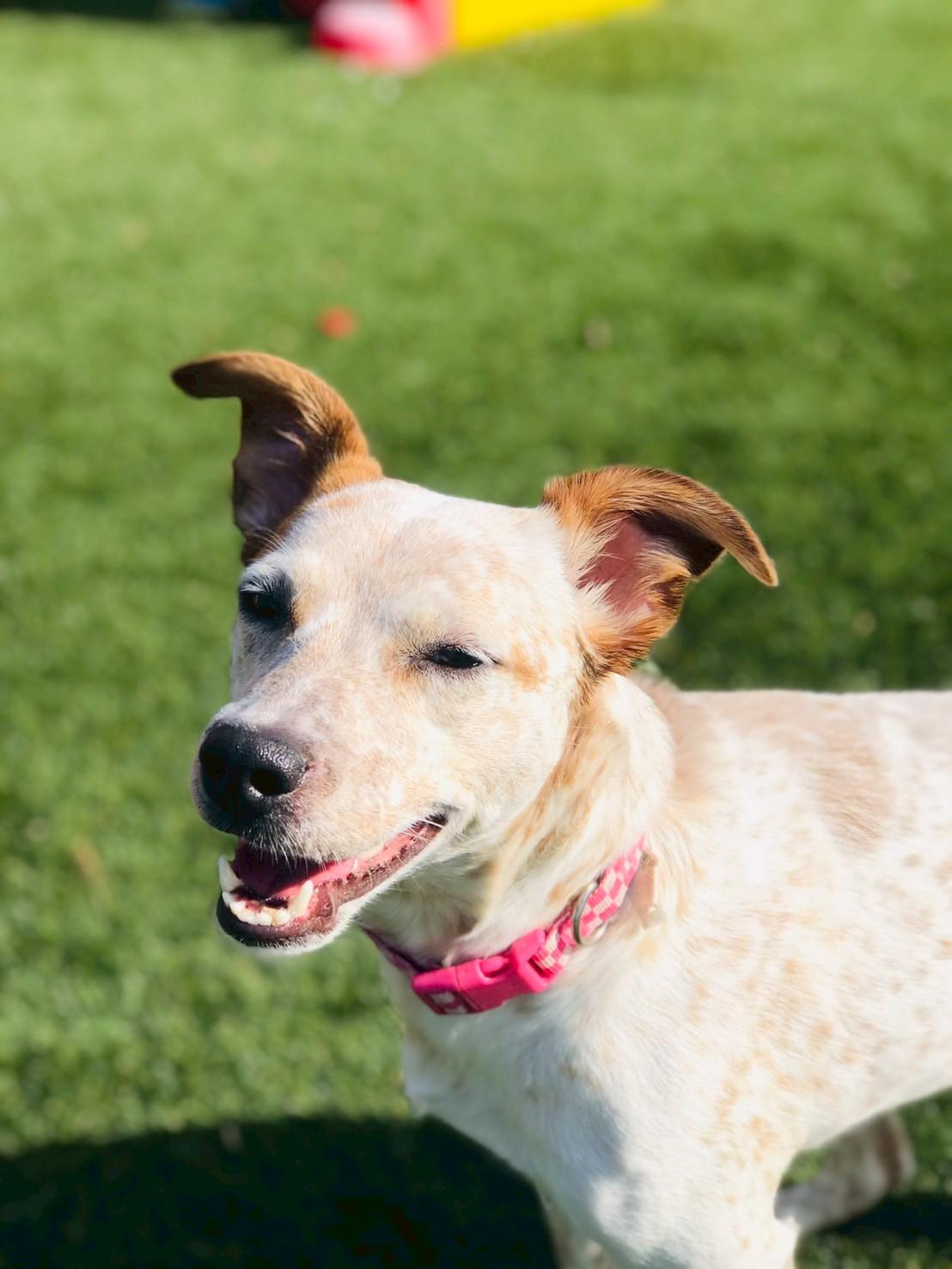 Enlarge Angel, an adopted Australian Cattle Dog / Blue Heeler in POTOMAC, MD image 5/6