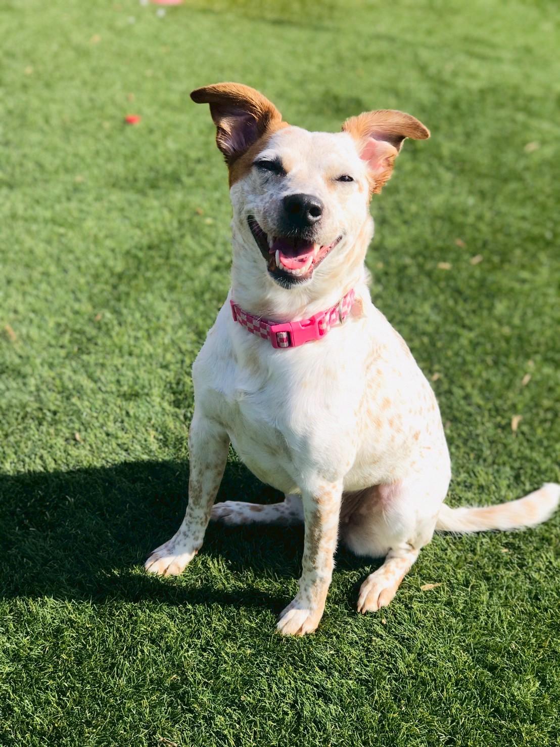 Enlarge Angel, an adopted Australian Cattle Dog / Blue Heeler in POTOMAC, MD image 2/6