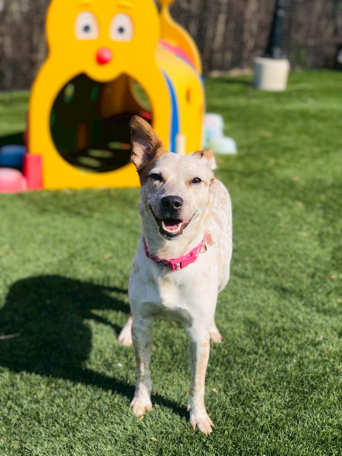 Enlarge Angel, an adopted Australian Cattle Dog / Blue Heeler in POTOMAC, MD image 6/6