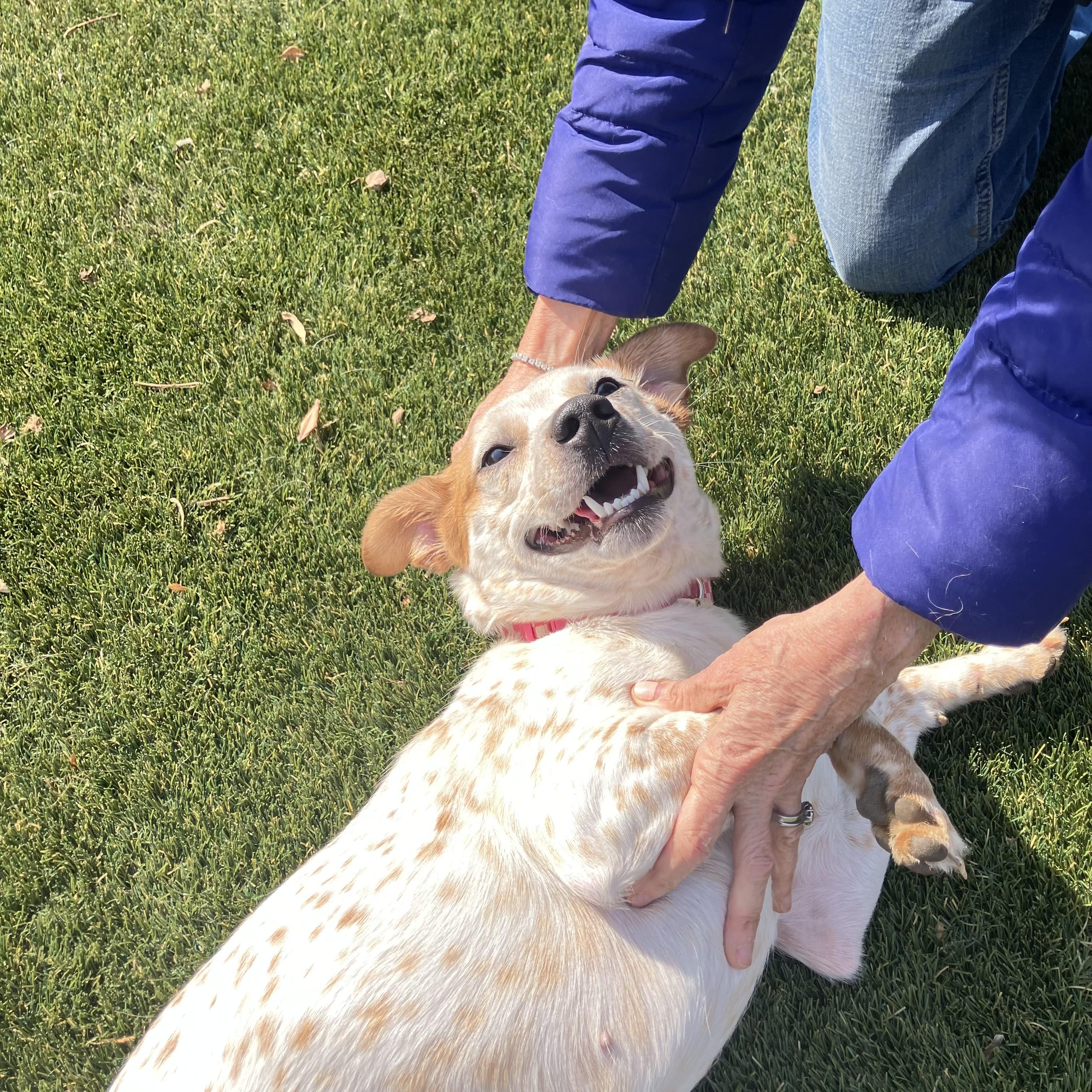 Enlarge Angel, an adopted Australian Cattle Dog / Blue Heeler in POTOMAC, MD image 3/6