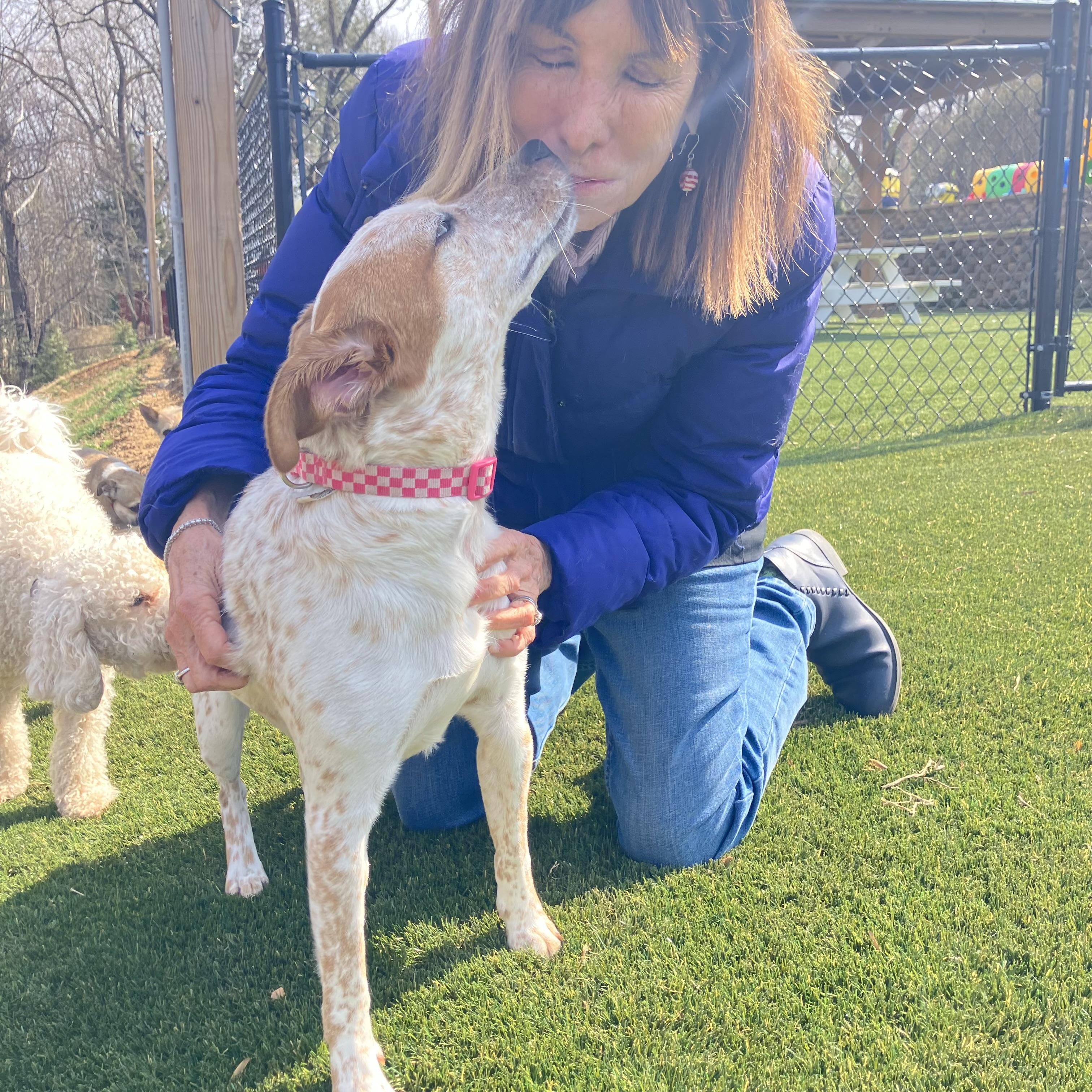 Angel, adopted, Young Female Australian Cattle Dog / Blue Heeler.