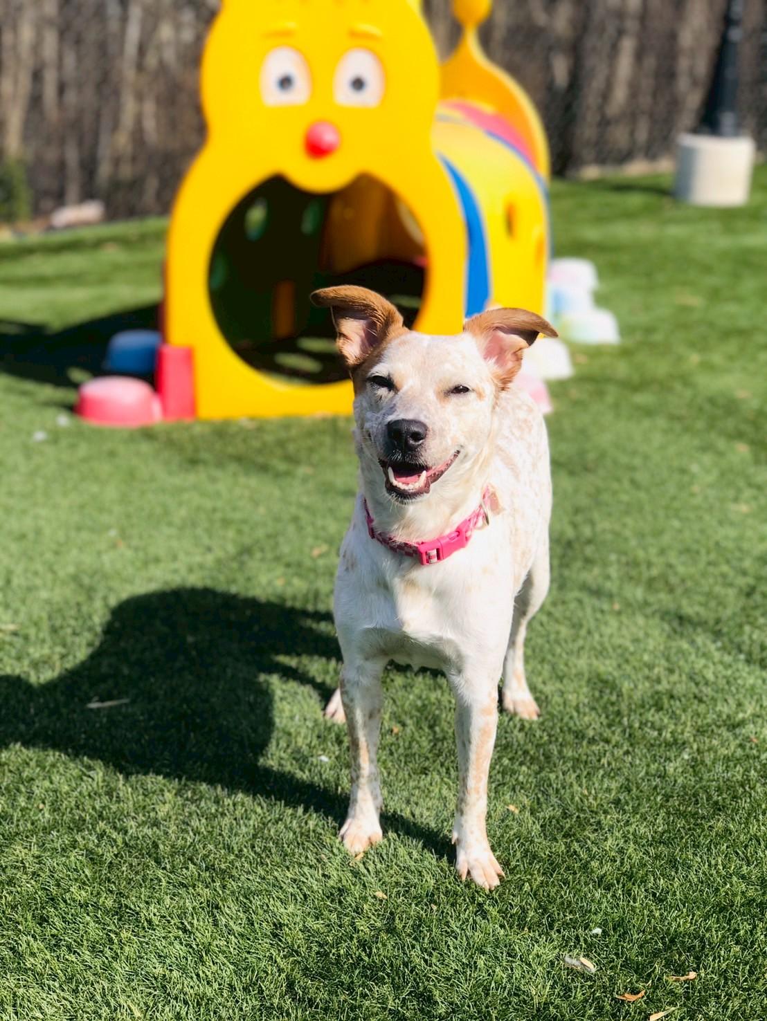 Enlarge Angel, an adopted Australian Cattle Dog / Blue Heeler in POTOMAC, MD image 4/6
