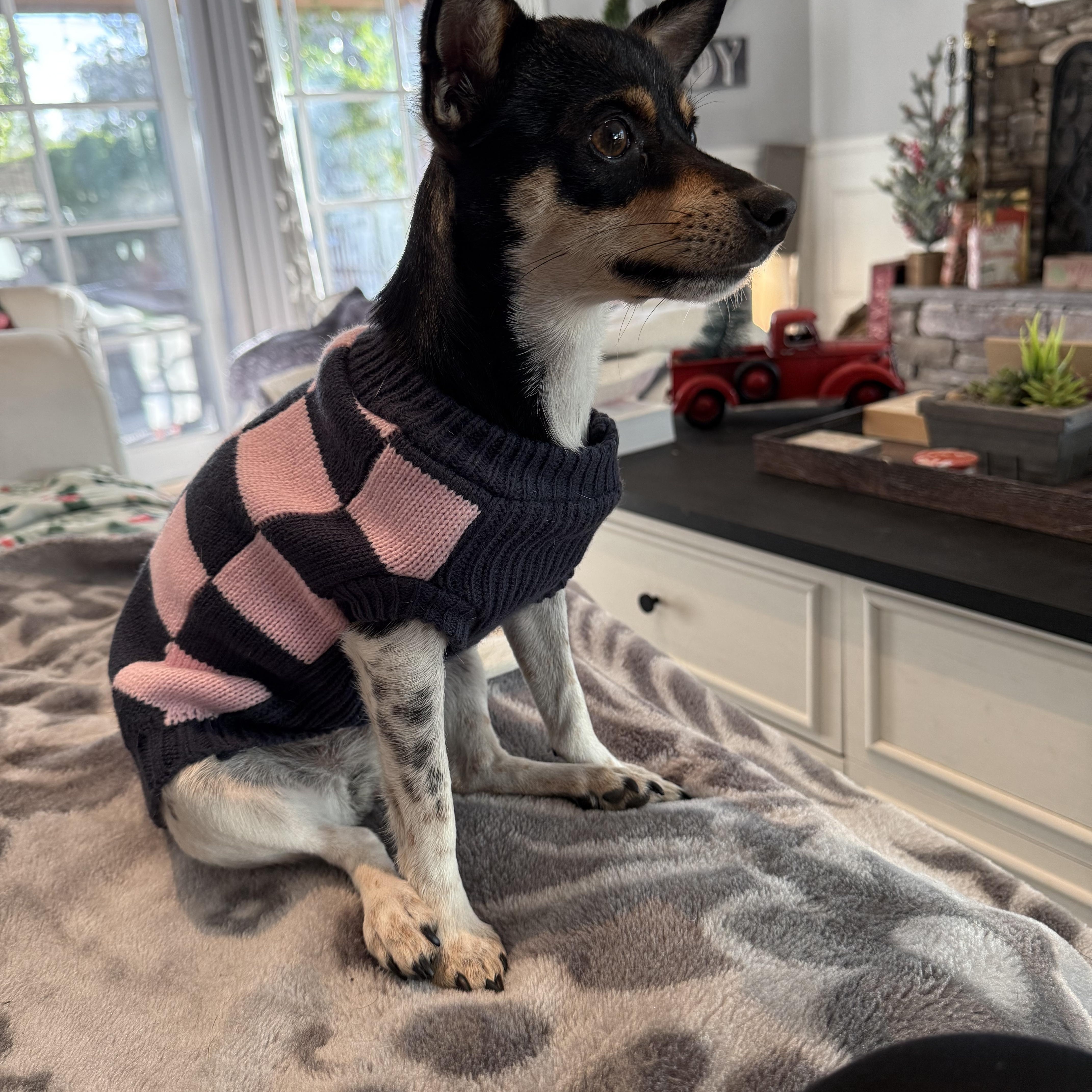 Enlarge Bunny, a Adoptable mixed breed in Phoenix, AZ image 2/5