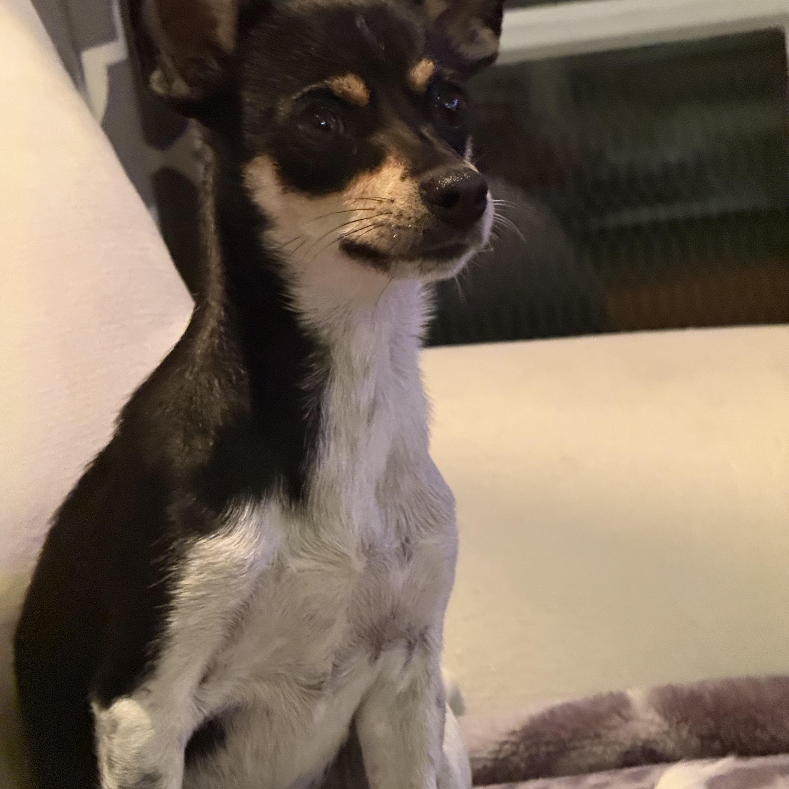 Enlarge Bunny, a Adoptable mixed breed in Phoenix, AZ image 5/5