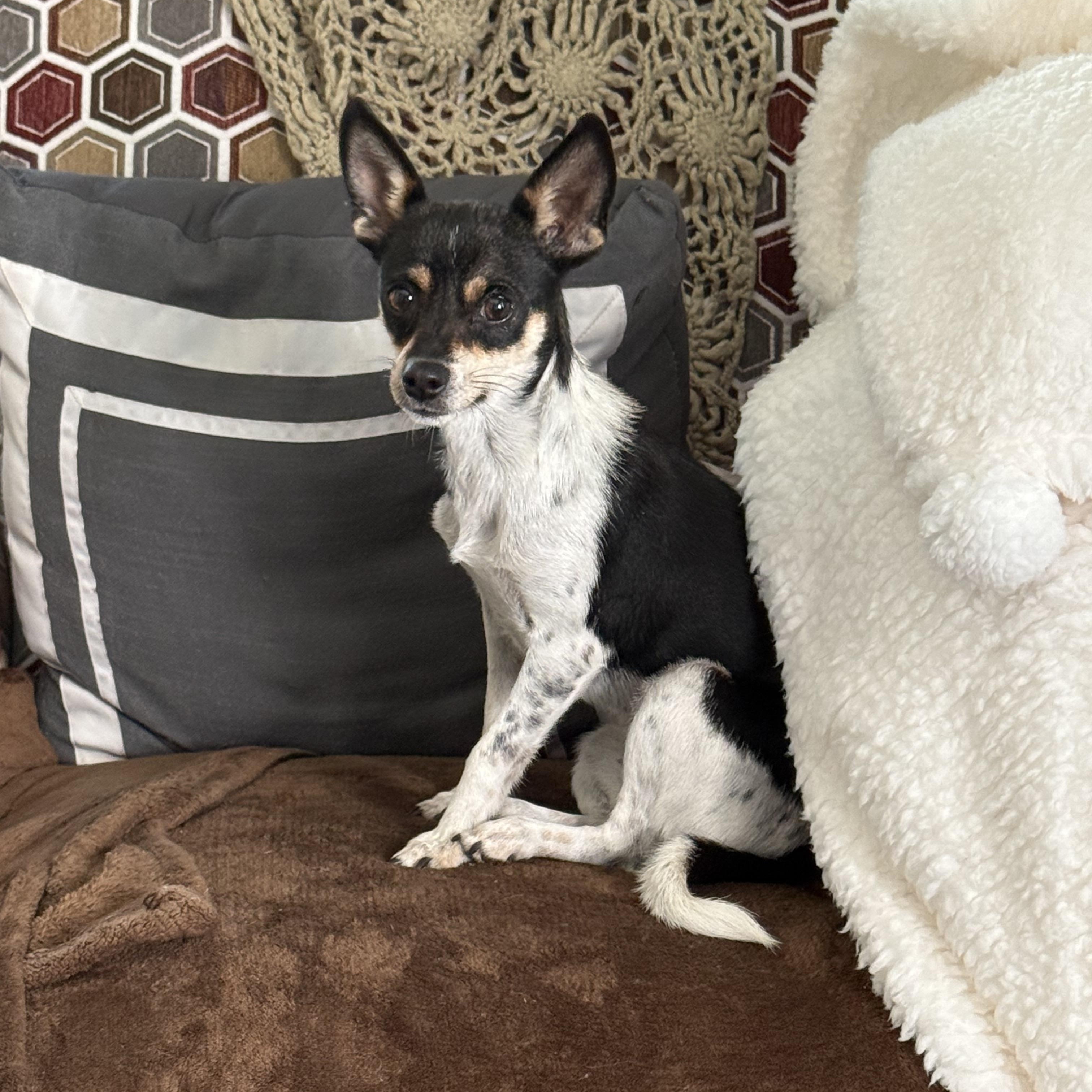 Enlarge Bunny, a Adoptable mixed breed in Phoenix, AZ image 4/5