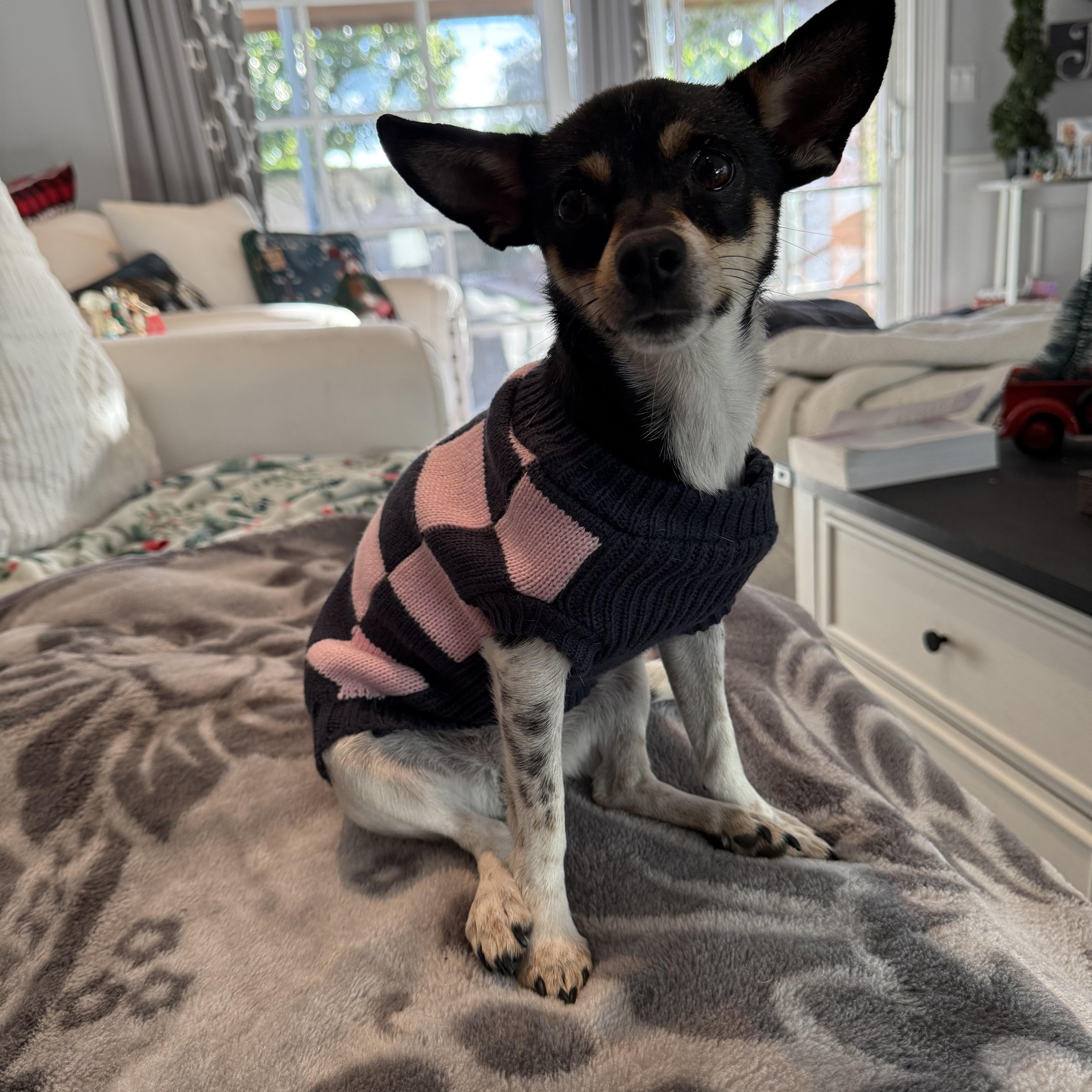 Bunny, Adoptable, Adult Female Rat Terrier & Chihuahua.