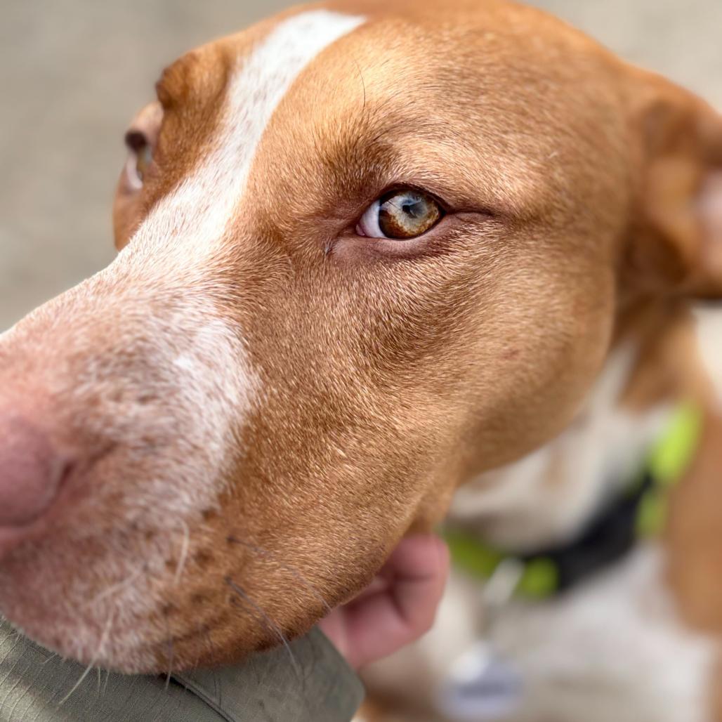Molly, a Adoptable Mixed Breed in Waynesville, NC image 1/6