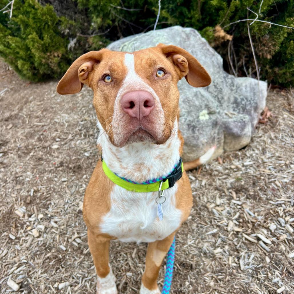 Molly, a Adoptable Mixed Breed in Waynesville, NC image 2/6