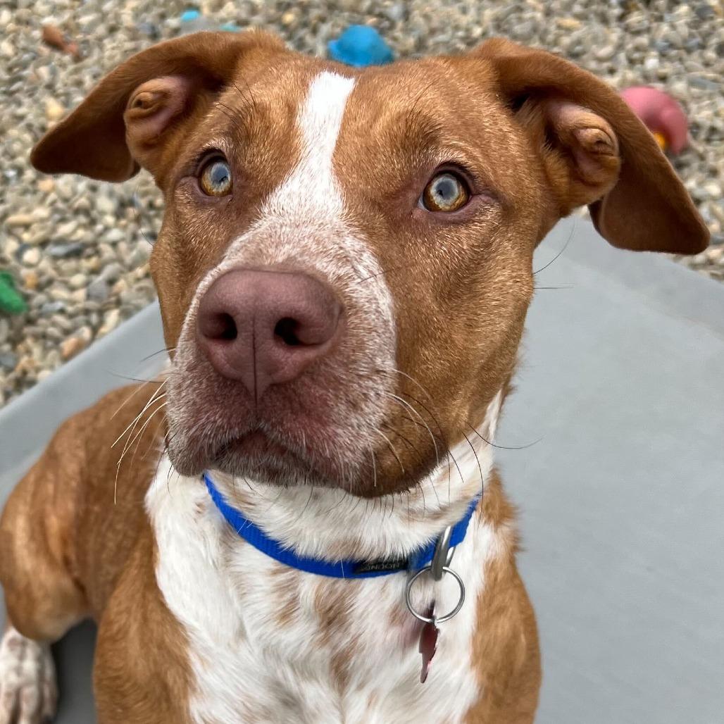 Molly, a Adoptable Mixed Breed in Waynesville, NC image 3/6