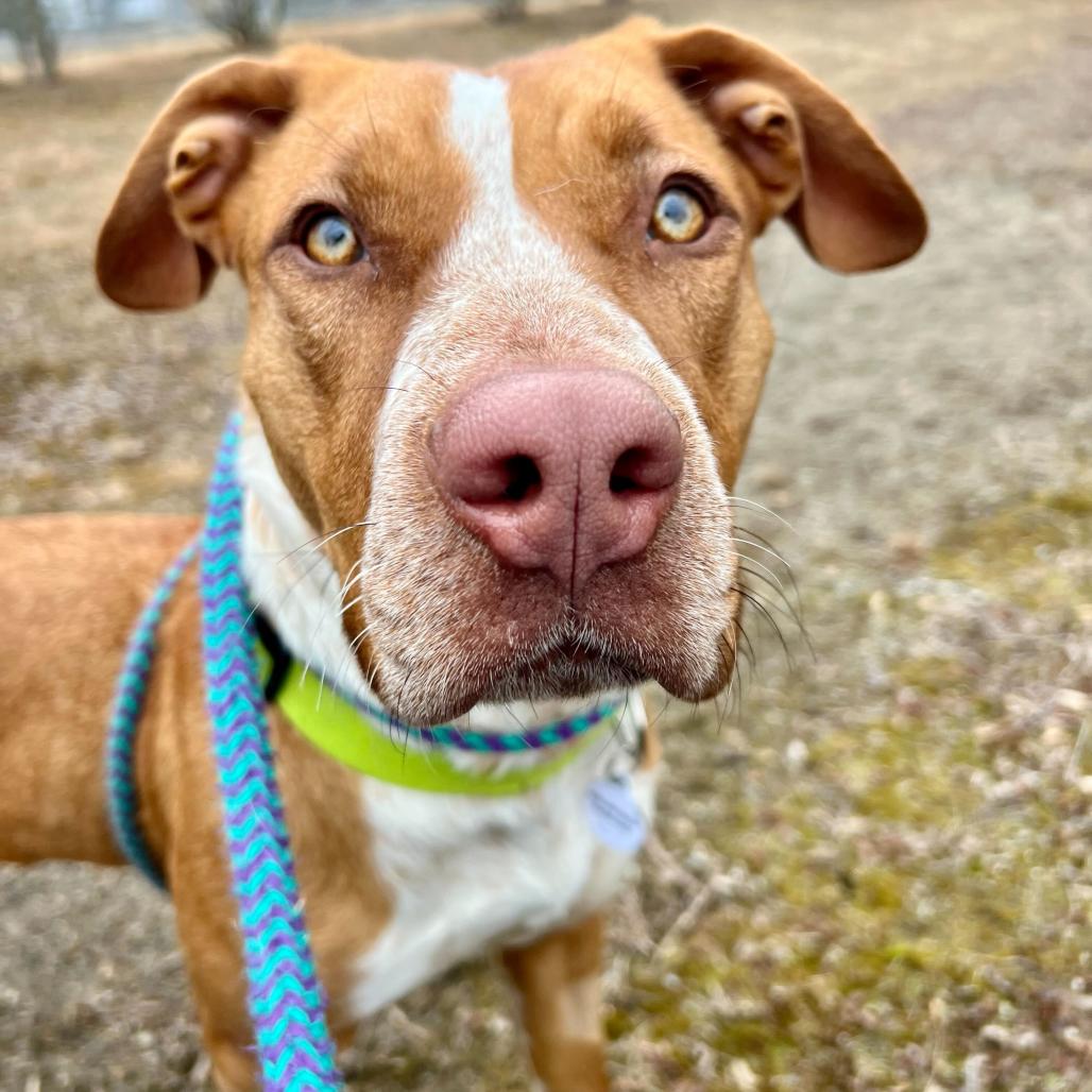 Molly, a Adoptable Mixed Breed in Waynesville, NC image 4/6