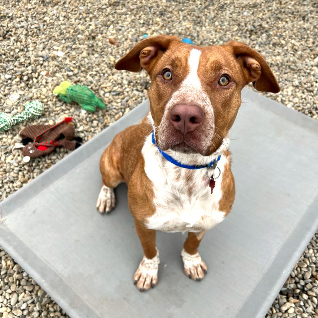 Molly, a Adoptable Mixed Breed in Waynesville, NC image 5/6