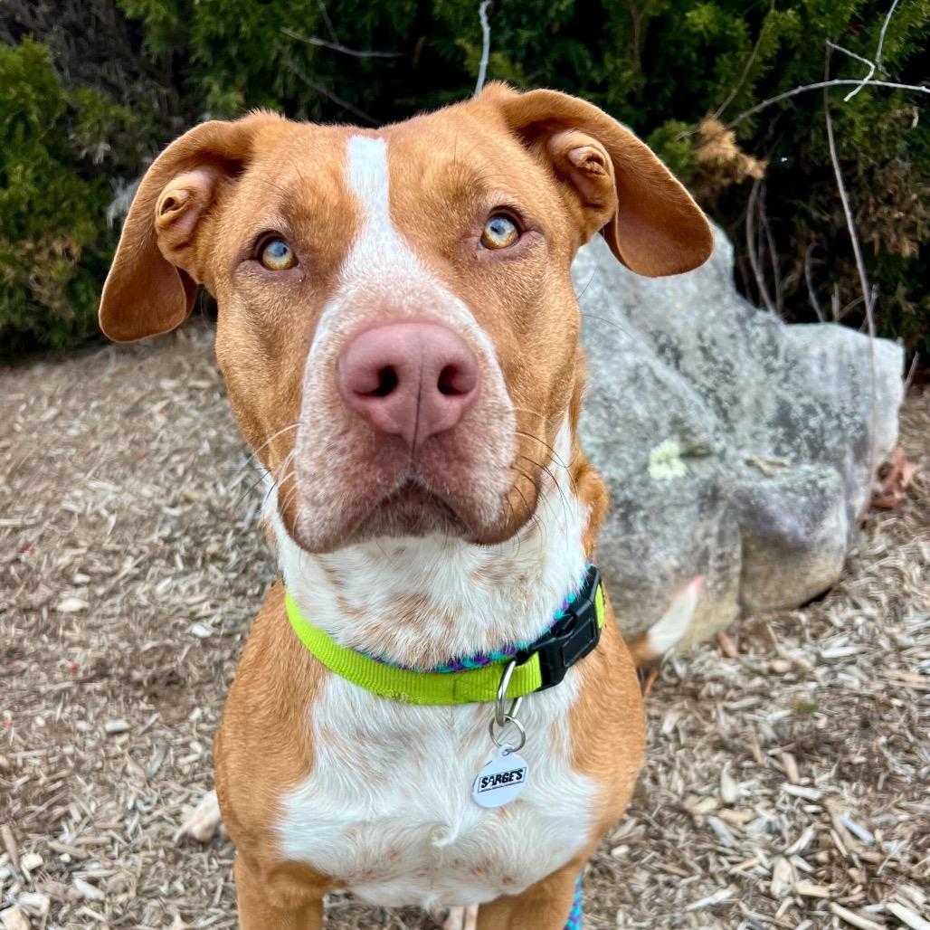 Molly, a Adoptable Mixed Breed in Waynesville, NC image 6/6