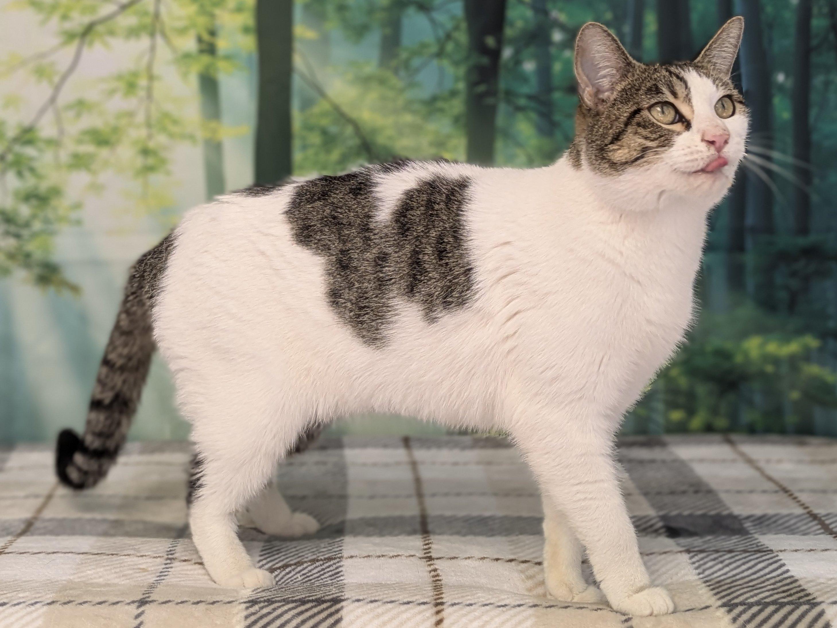 Enlarge Miss Kitty, a ADOPTABLE mixed breed in Republic, WA image 4/6