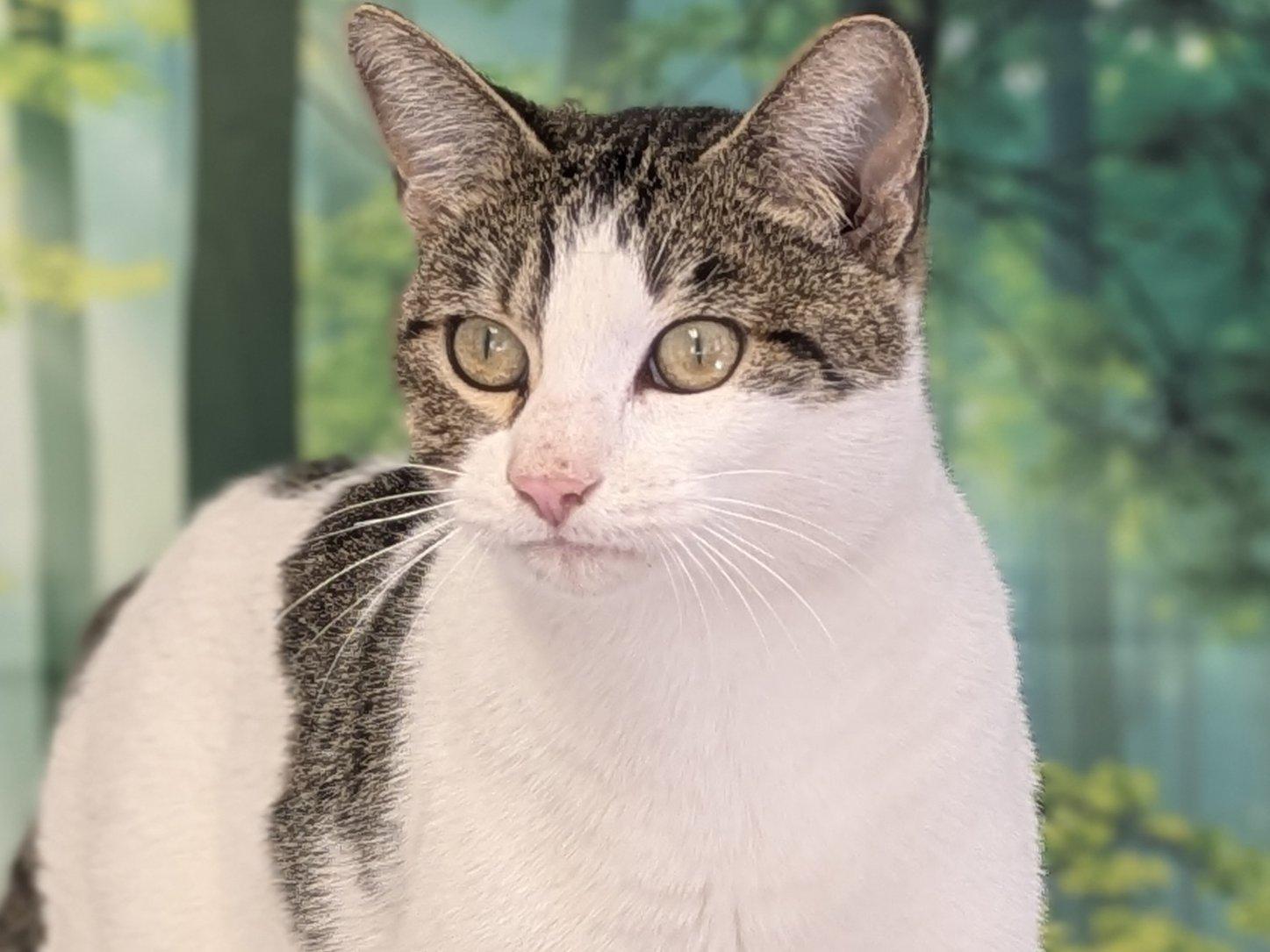 Miss Kitty, ADOPTABLE, Adult Female Tabby & Domestic Short Hair.