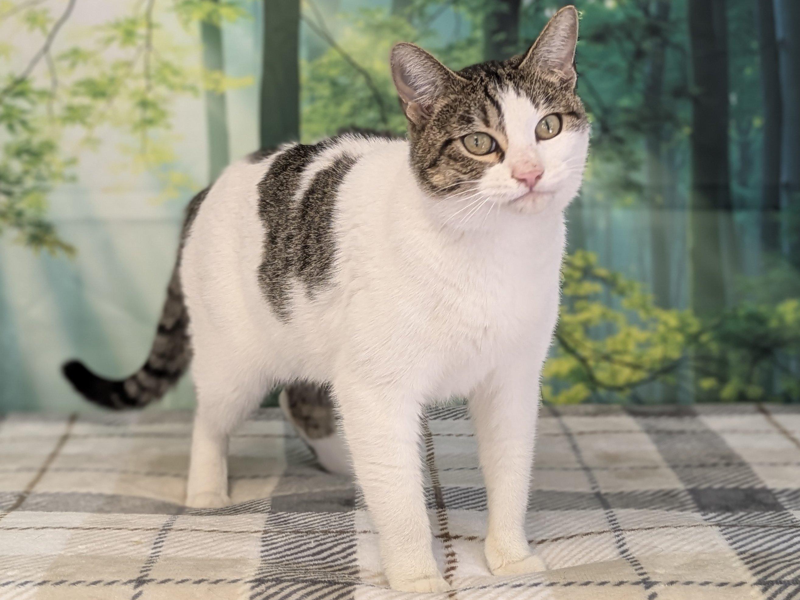 Enlarge Miss Kitty, a ADOPTABLE mixed breed in Republic, WA image 3/6
